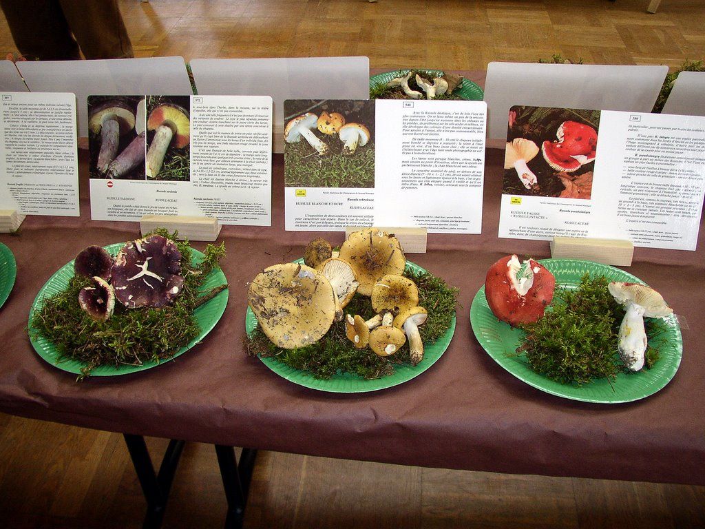 Expo champignons a Conde sur Vesgre 49